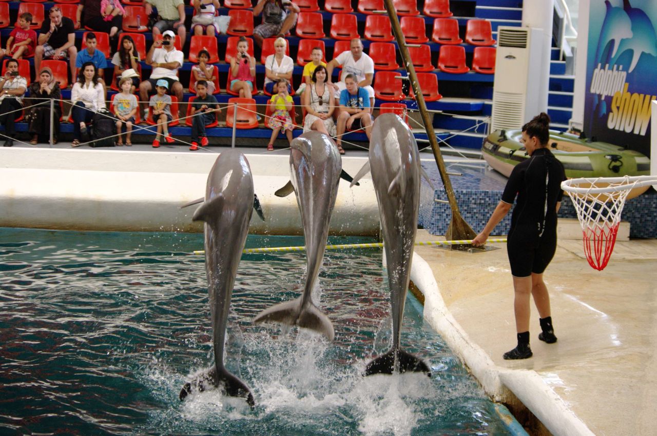 Two Dolphins Playing With Balls In Dolphinarium. Stock Photo