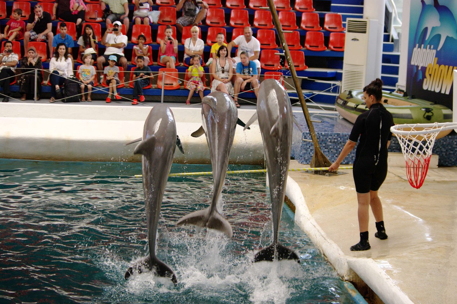 Festa Dolphinarium