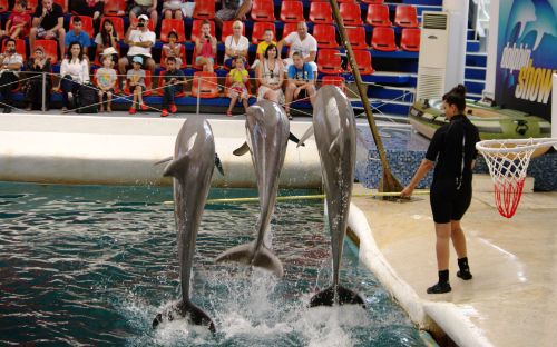 Festa Dolphinarium