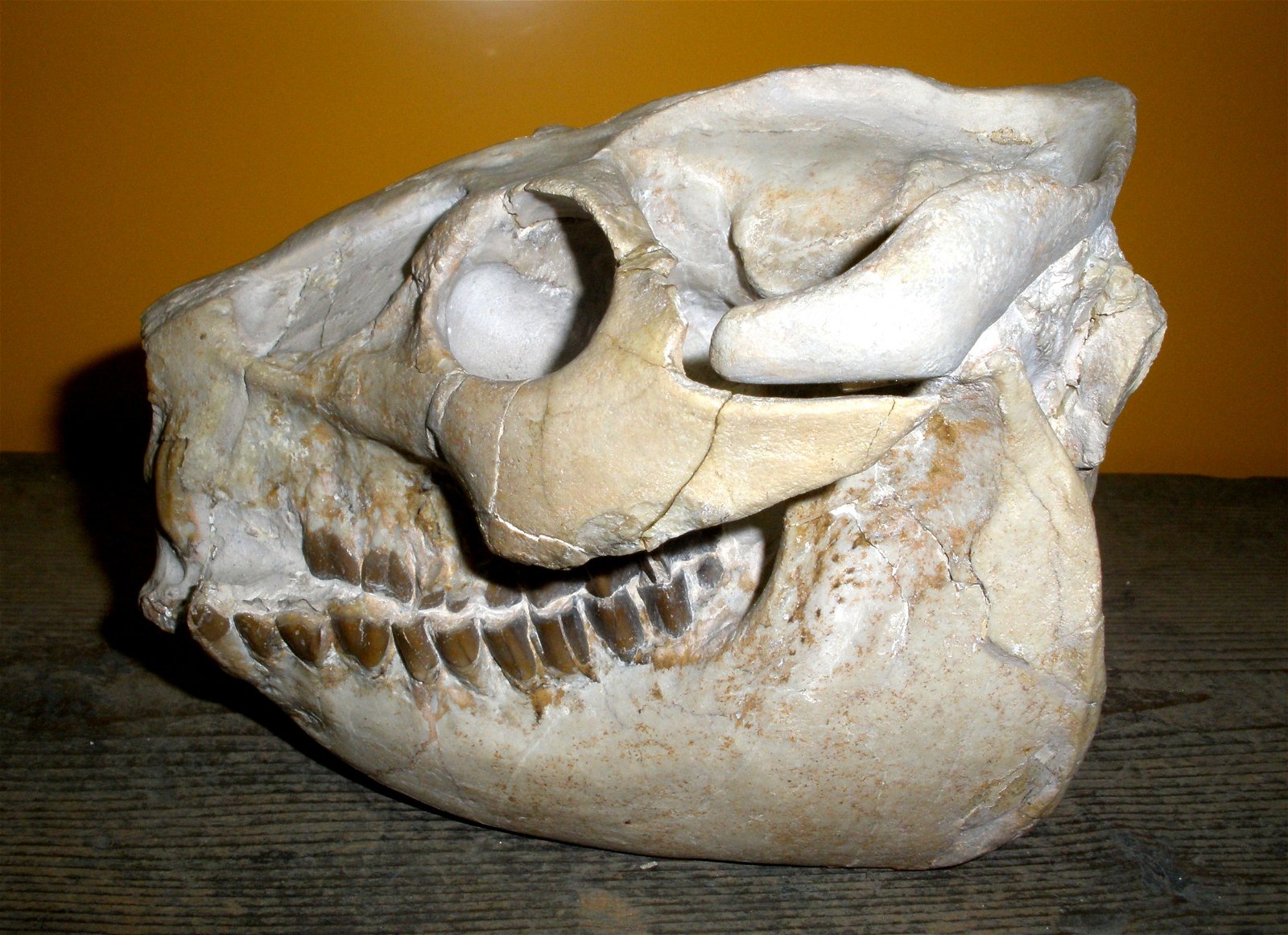 Museum of Natural History