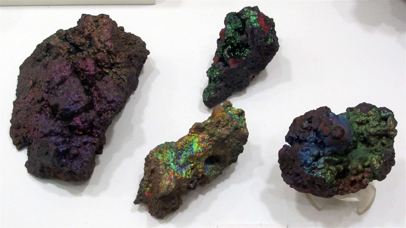 University of Florence Natural History Museum - Geology and Paleontology