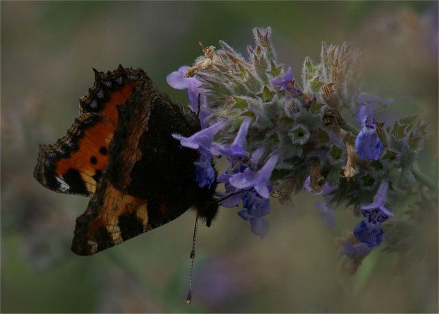 Ness Botanic Gardens