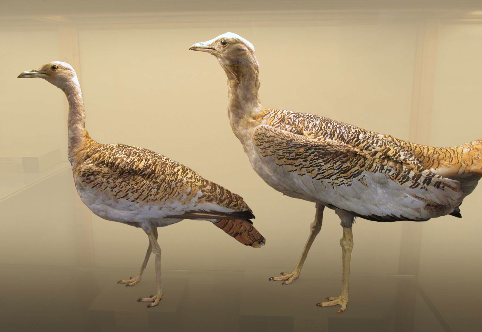 Göteborg Natural History Museum