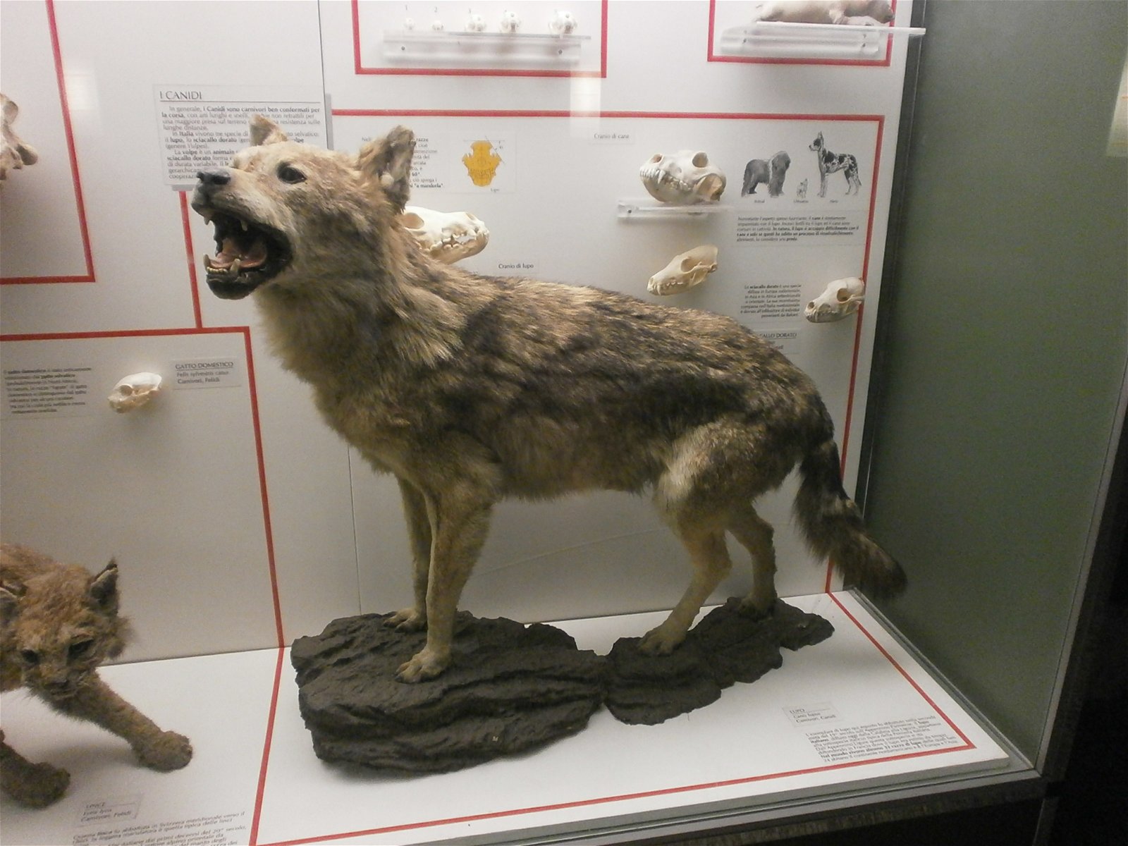 Museum of Natural History