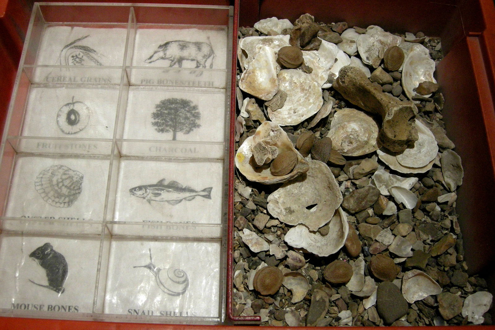 Canterbury Roman Museum