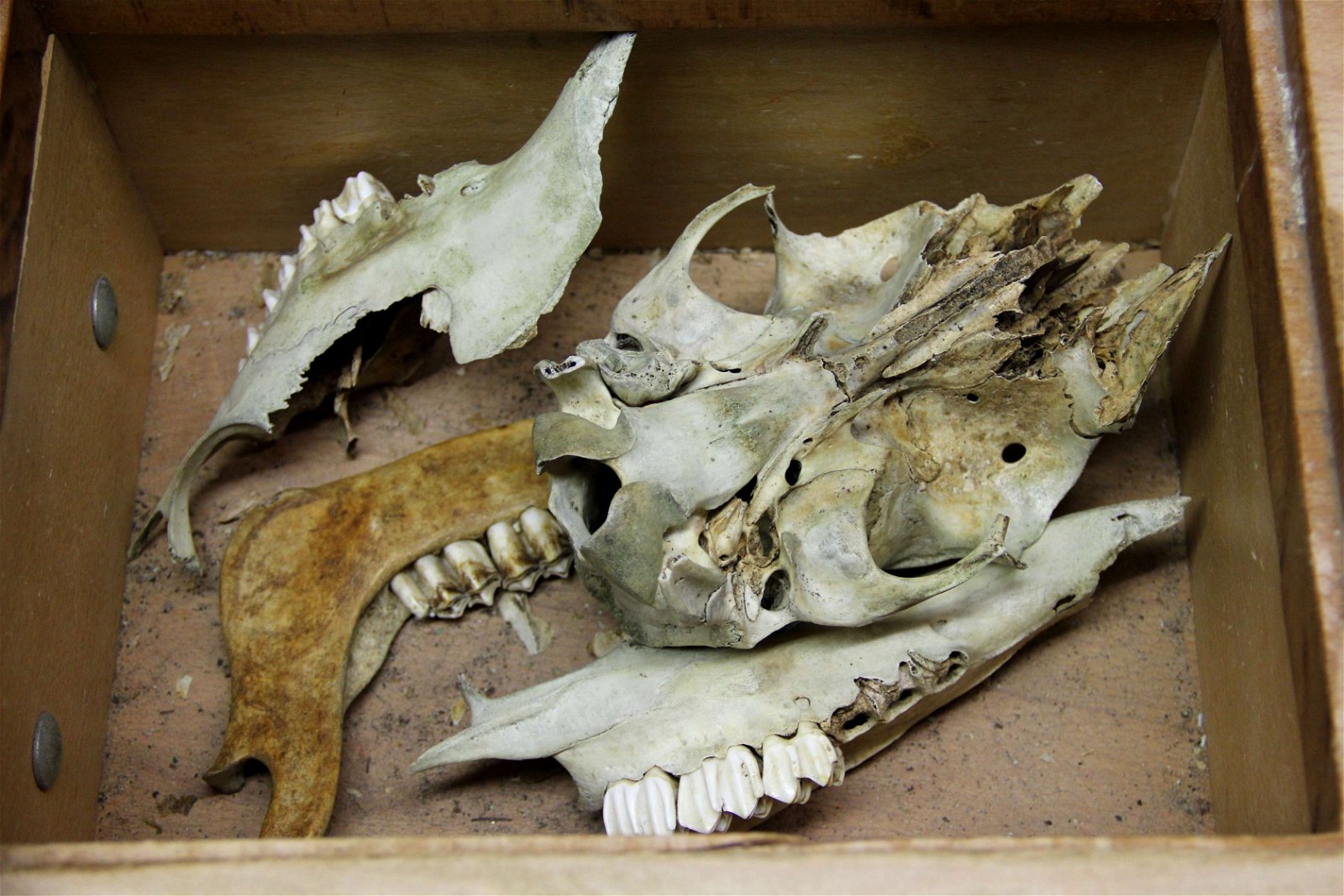 Wildpark im Grafenberger Wald