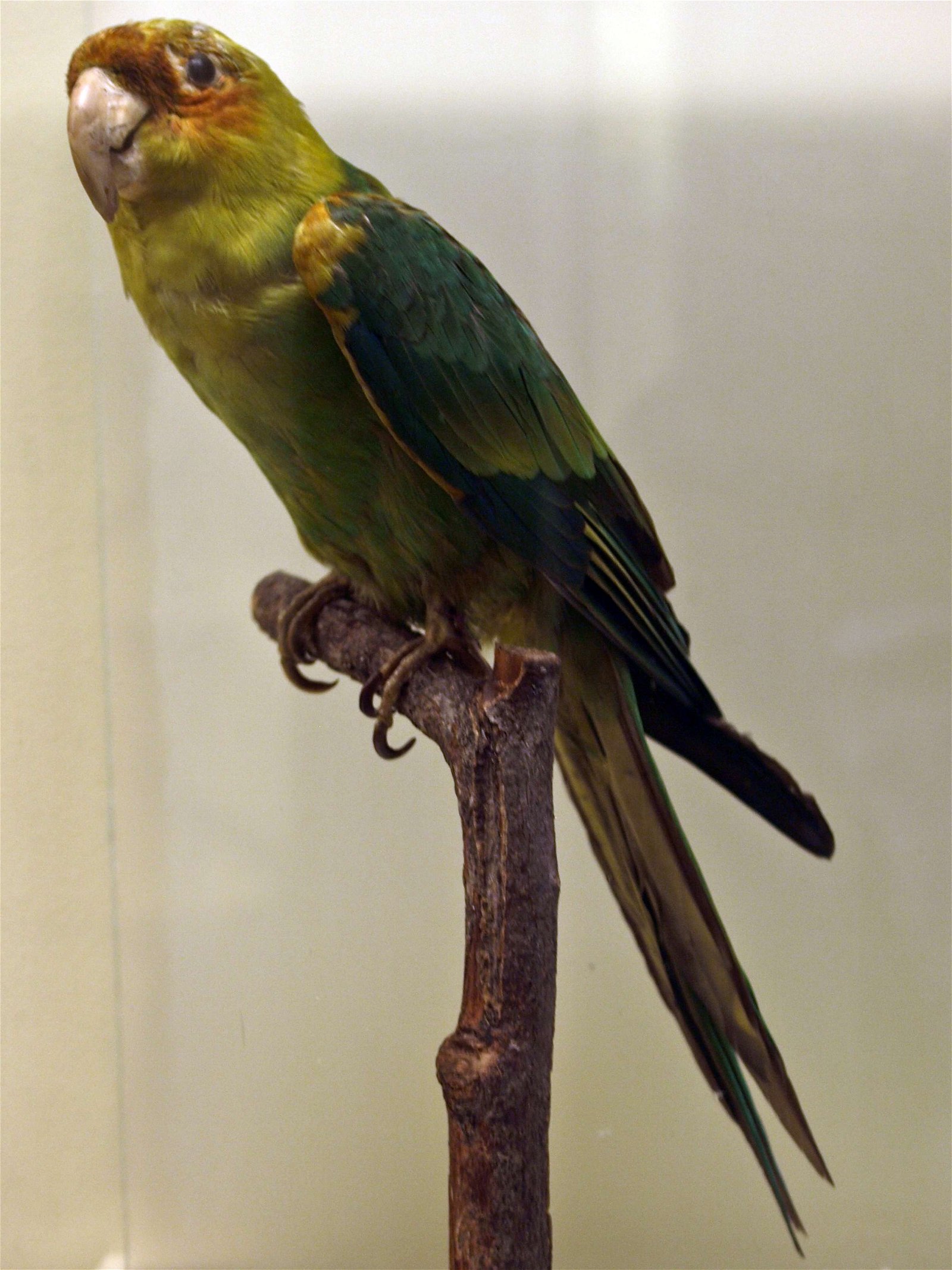 Natural History Museum