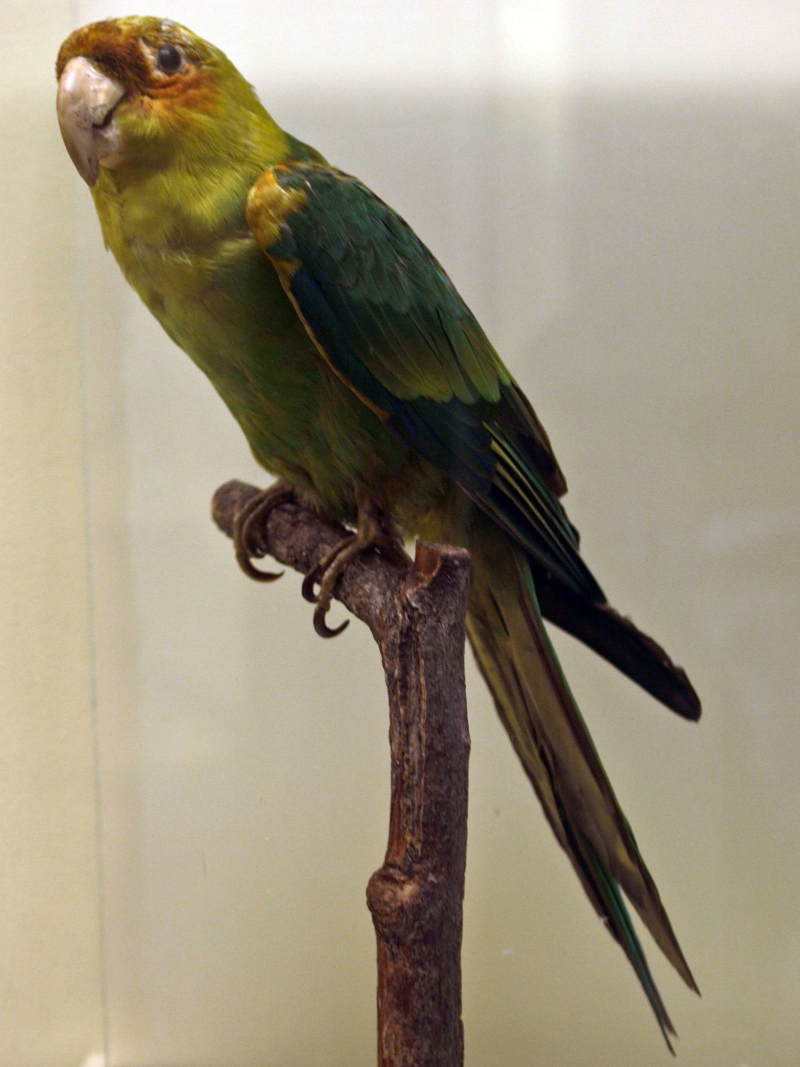 Naturhistorisches Museum