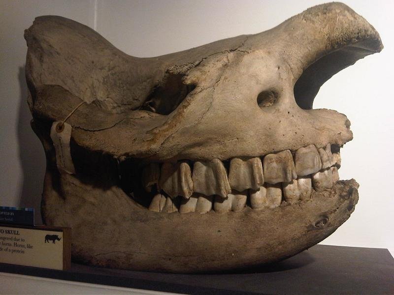 Grant Museum of Zoology