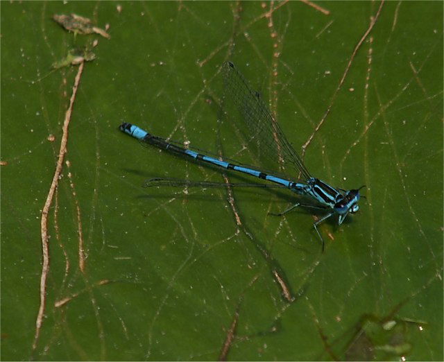 Ness Botanic Gardens