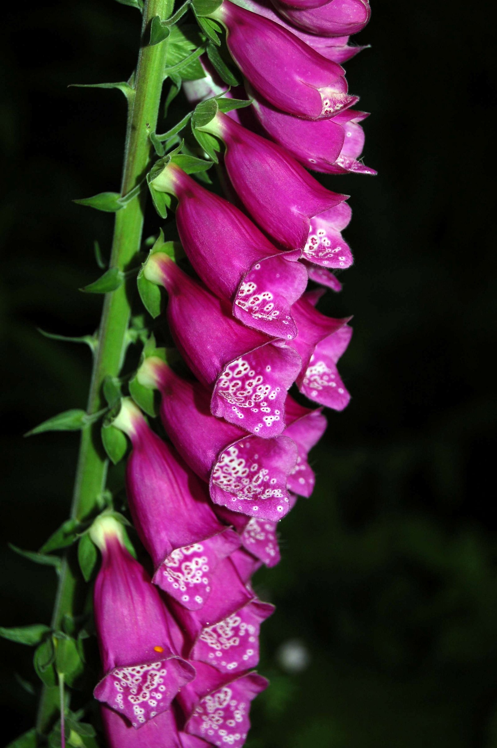 National Botanic Garden of Wales