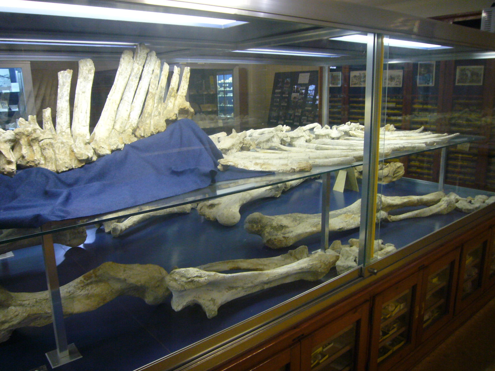Museu Geologic del Seminari de Barcelona