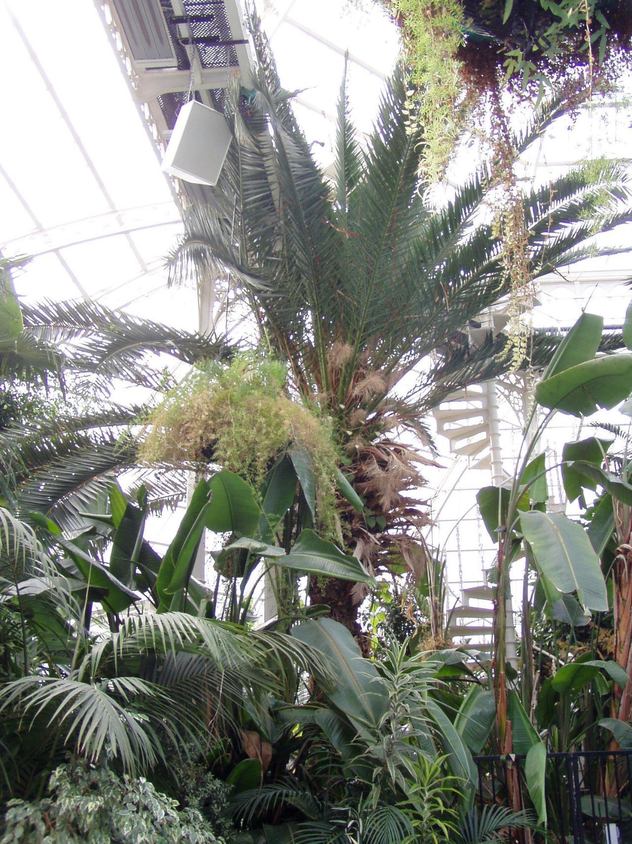 Sefton Park Palm House (Liverpool) - Visitor Information & Reviews