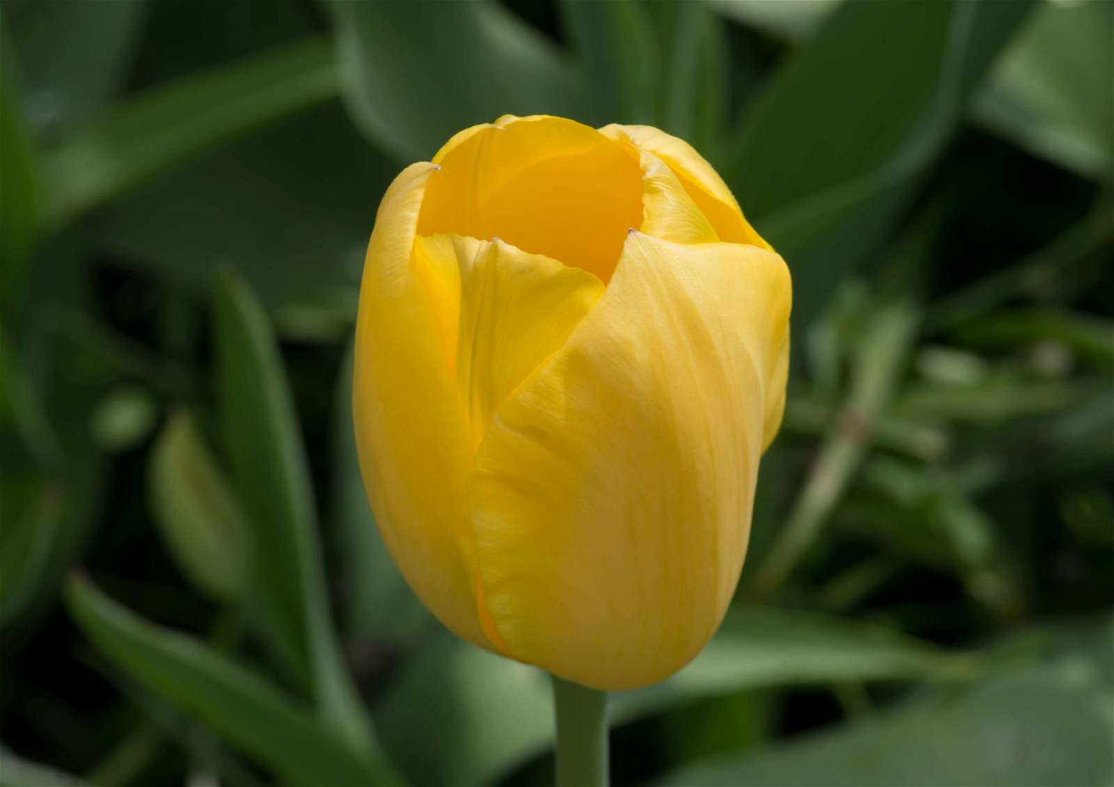 Stewart's Burnby Hall Gardens and Museum