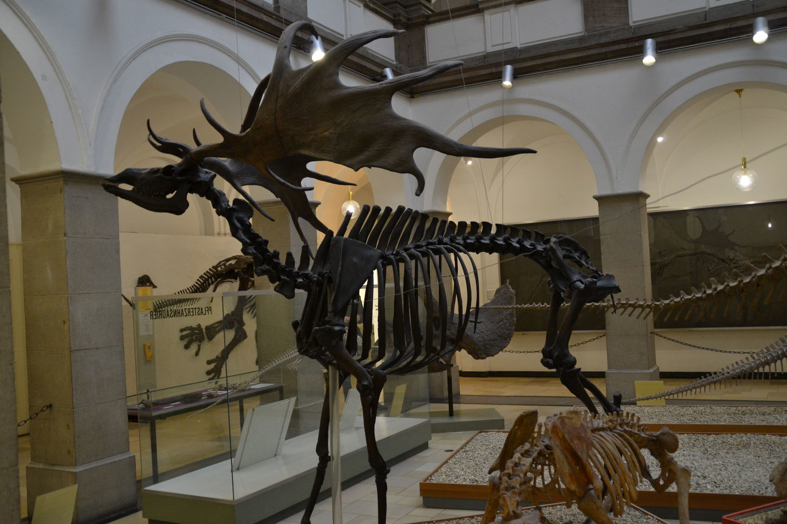 Paleontological Museum Munich