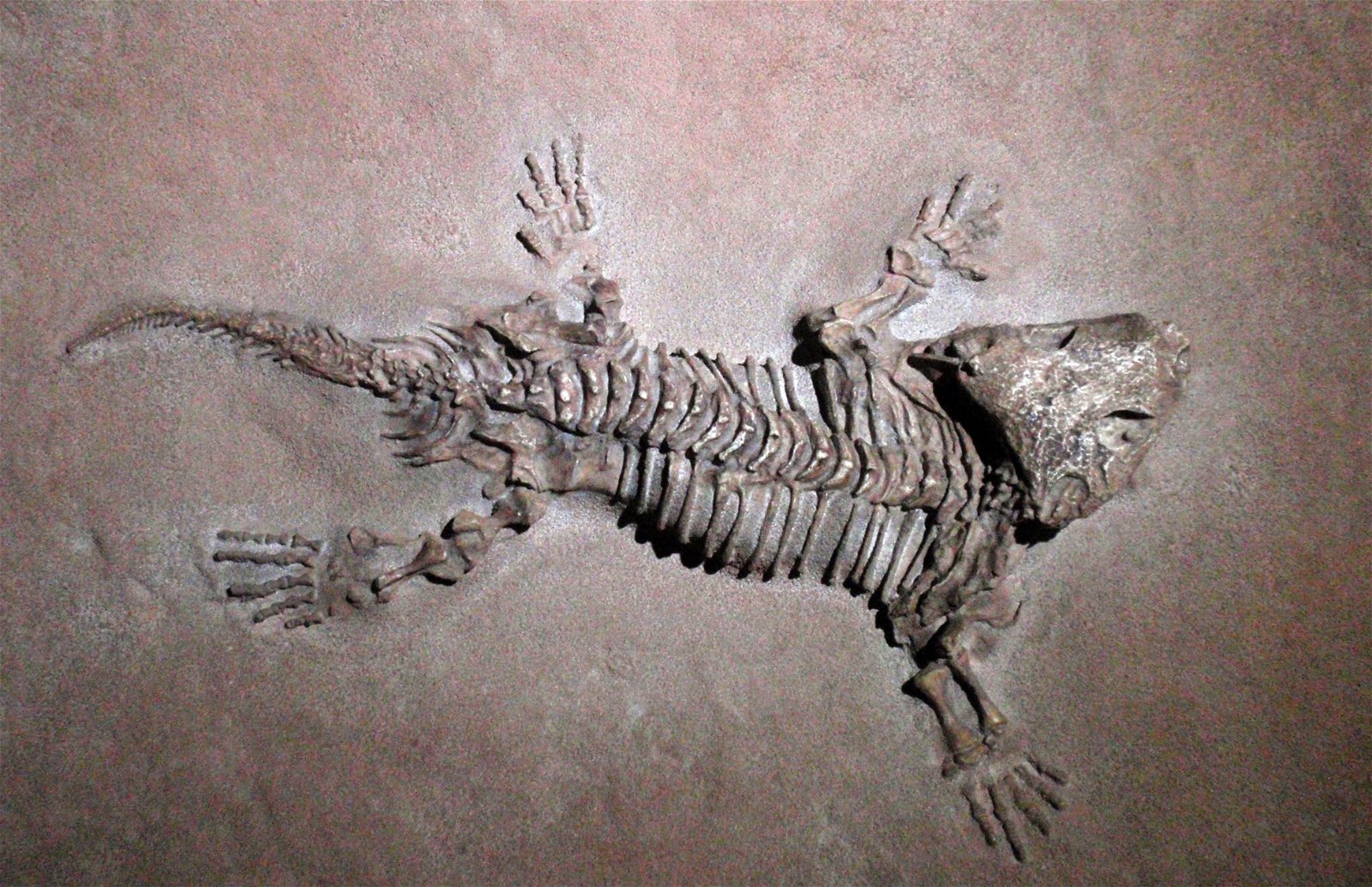 Museo Elder de la Ciencia y la Tecnología