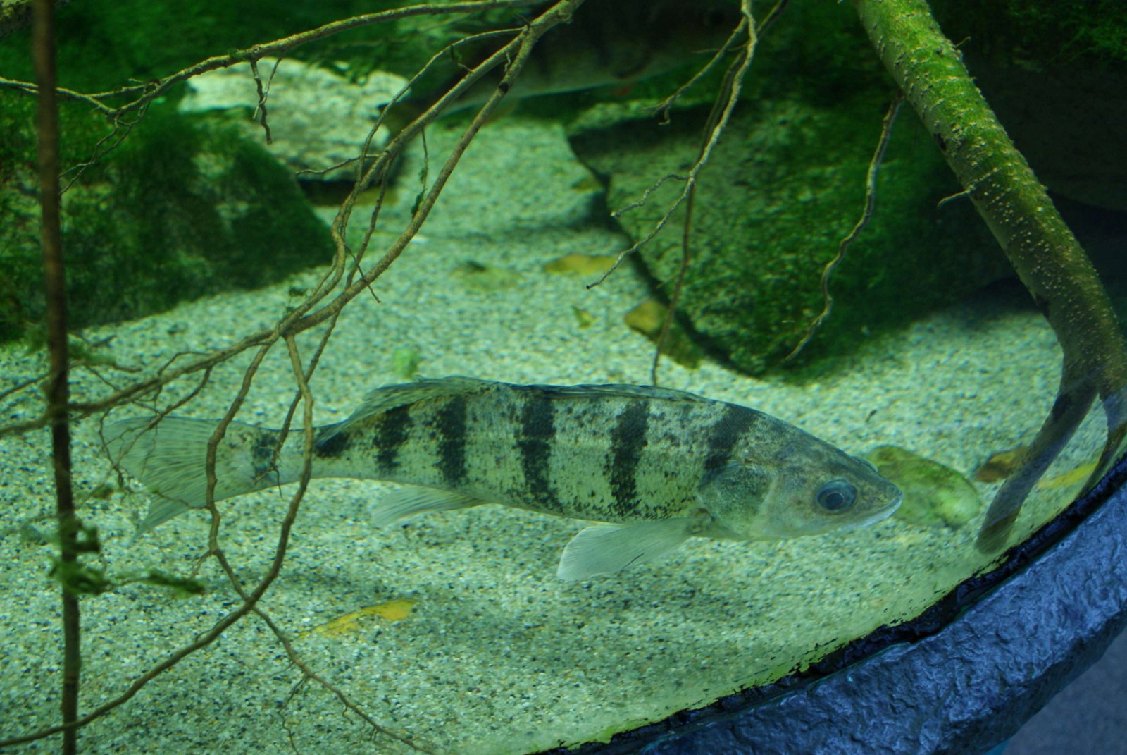 Tropicarium - Oceanarium