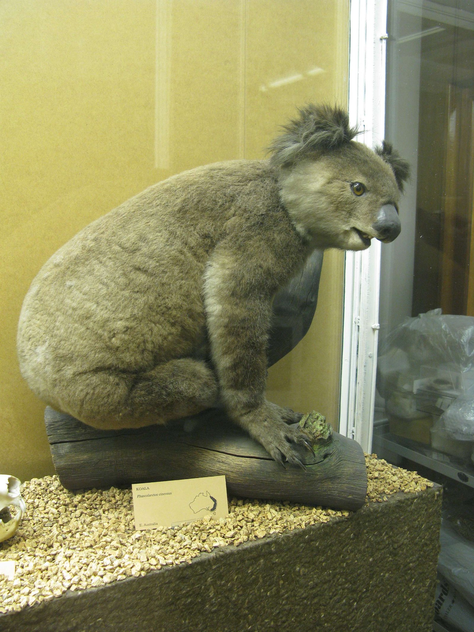 The Hunterian Museum and Art Gallery