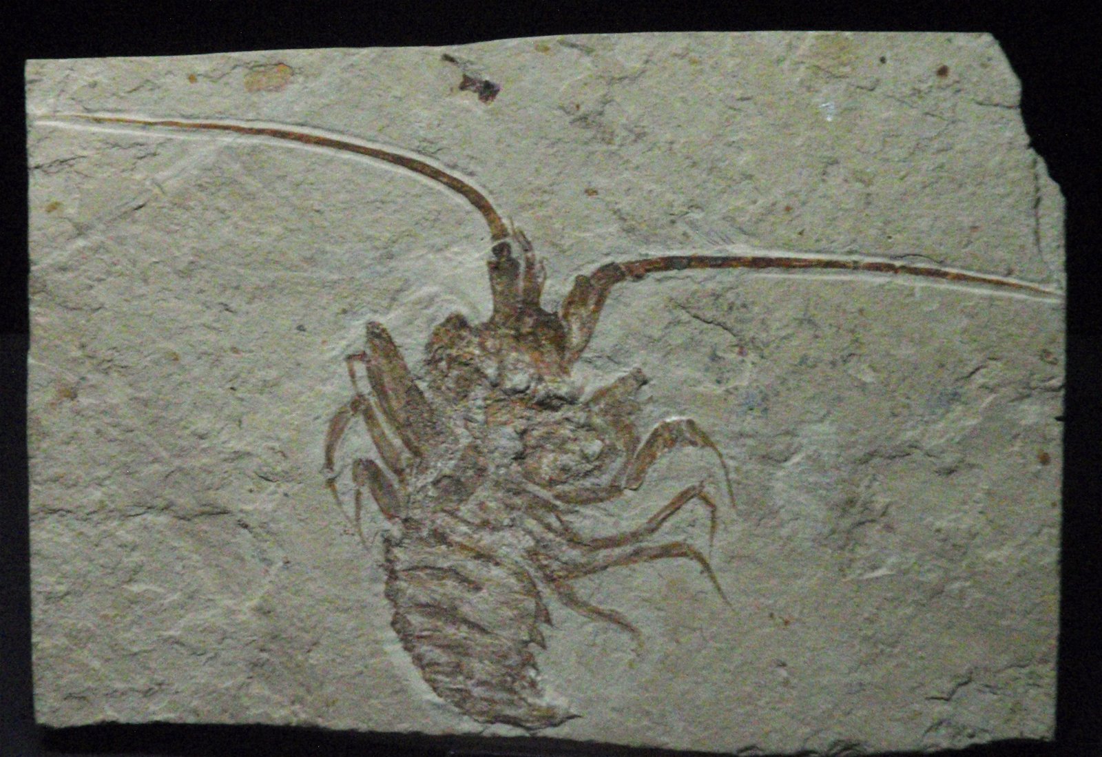 Museo Elder de la Ciencia y la Tecnología