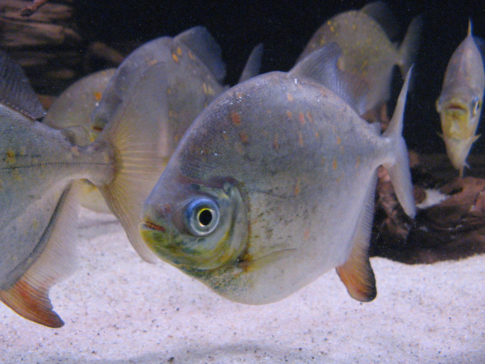 Aquatopia