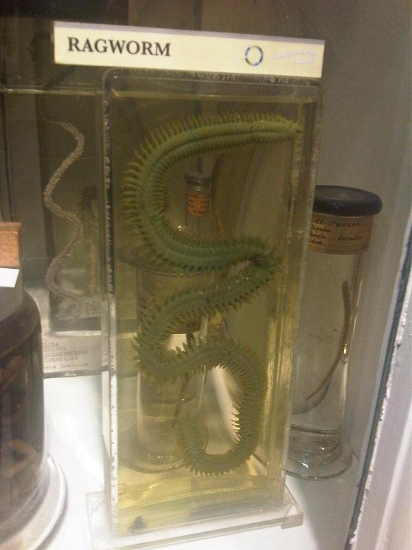 Grant Museum of Zoology