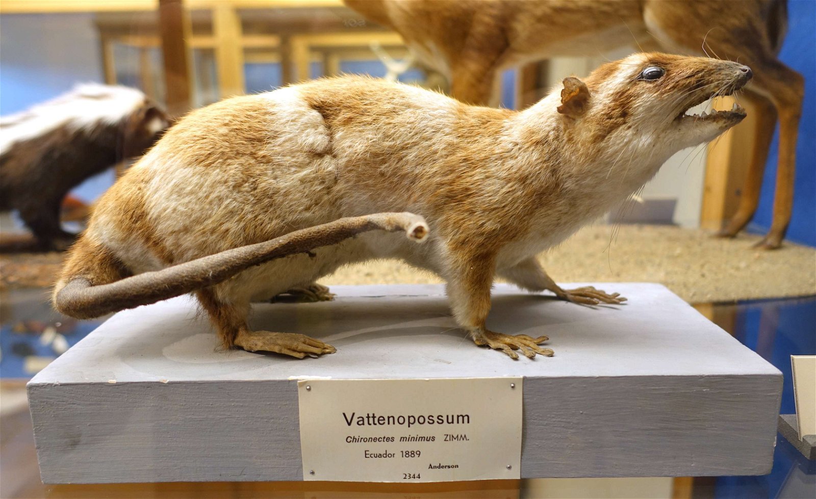 Swedish Museum of Natural History