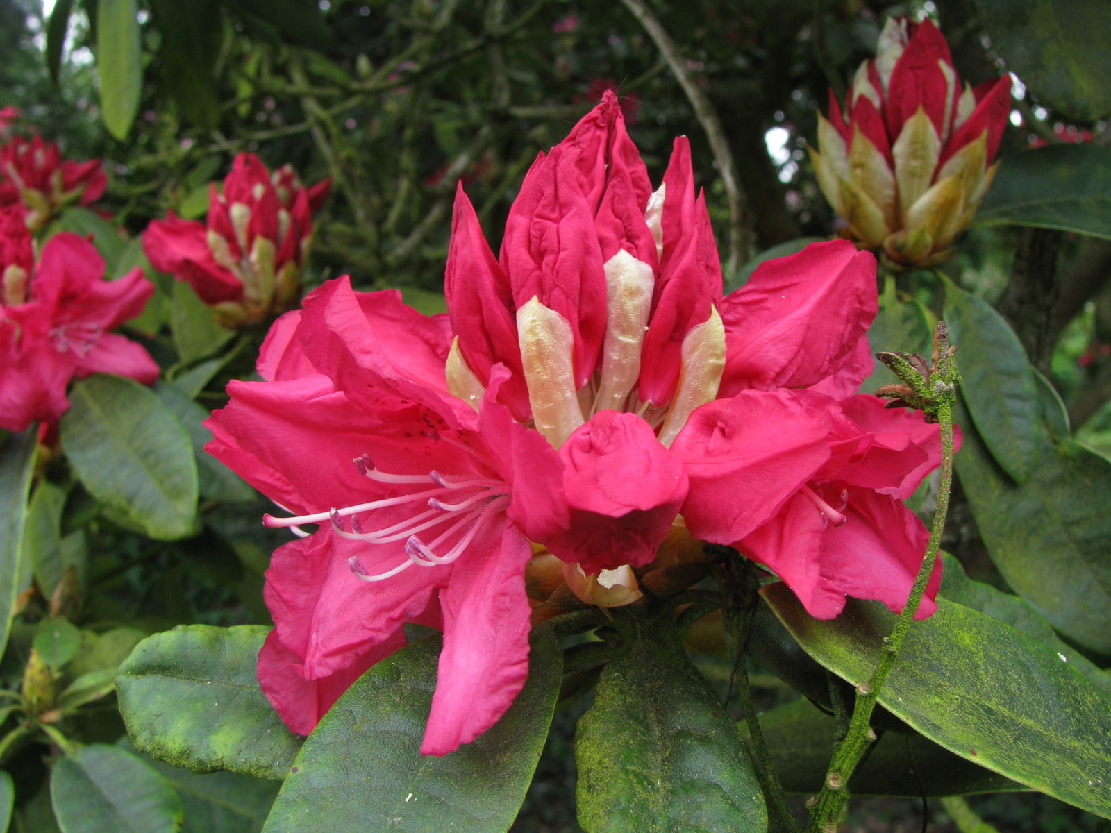 Arboretum de Kalmthout