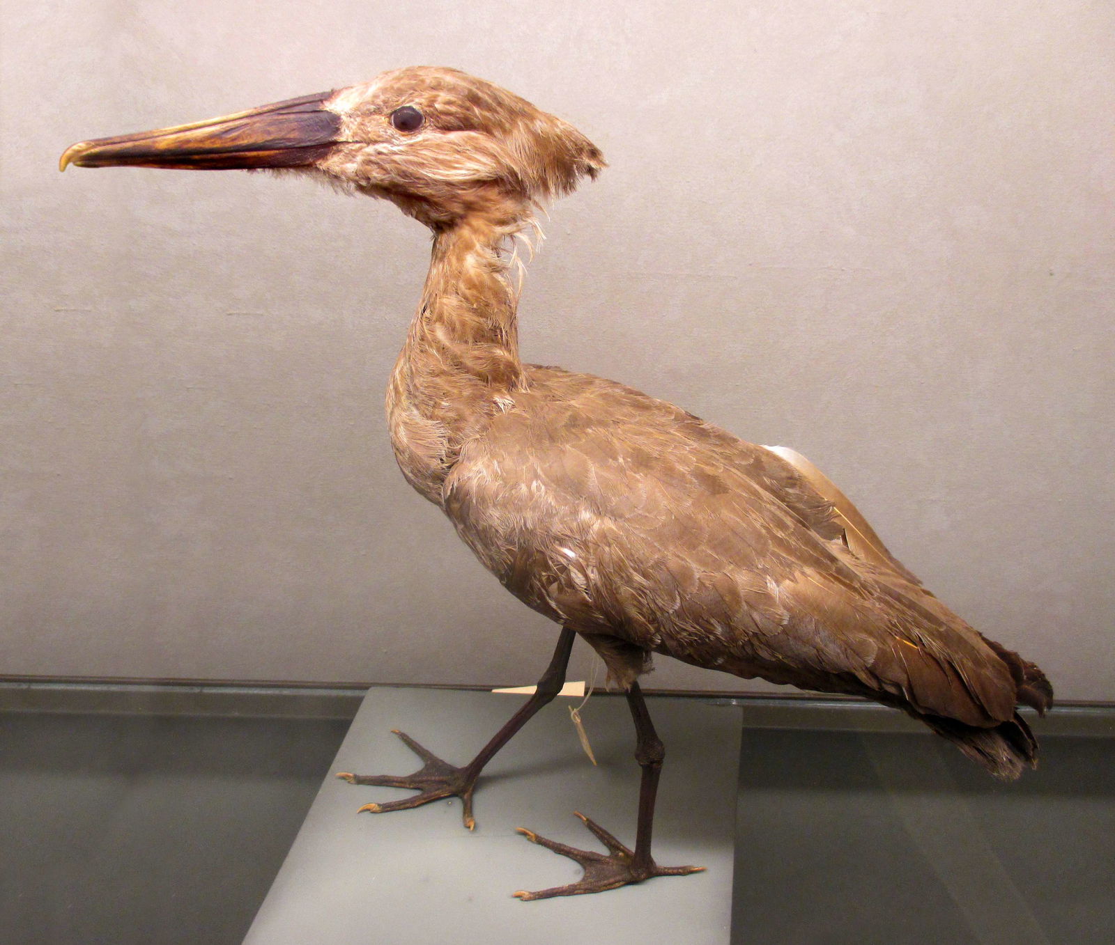 Göteborg Natural History Museum