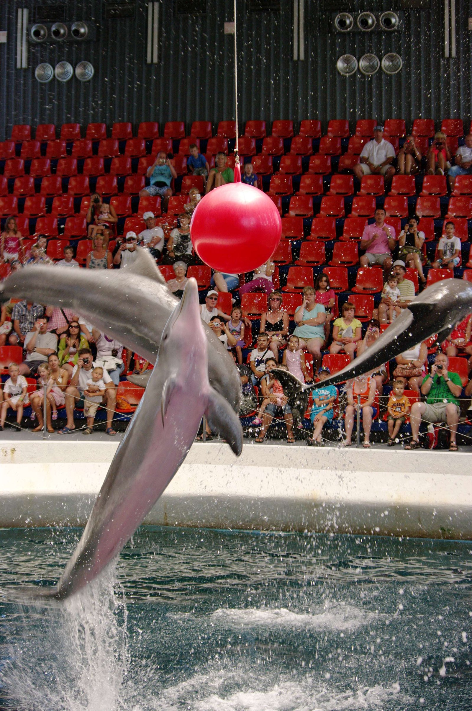 Festa Dolphinarium