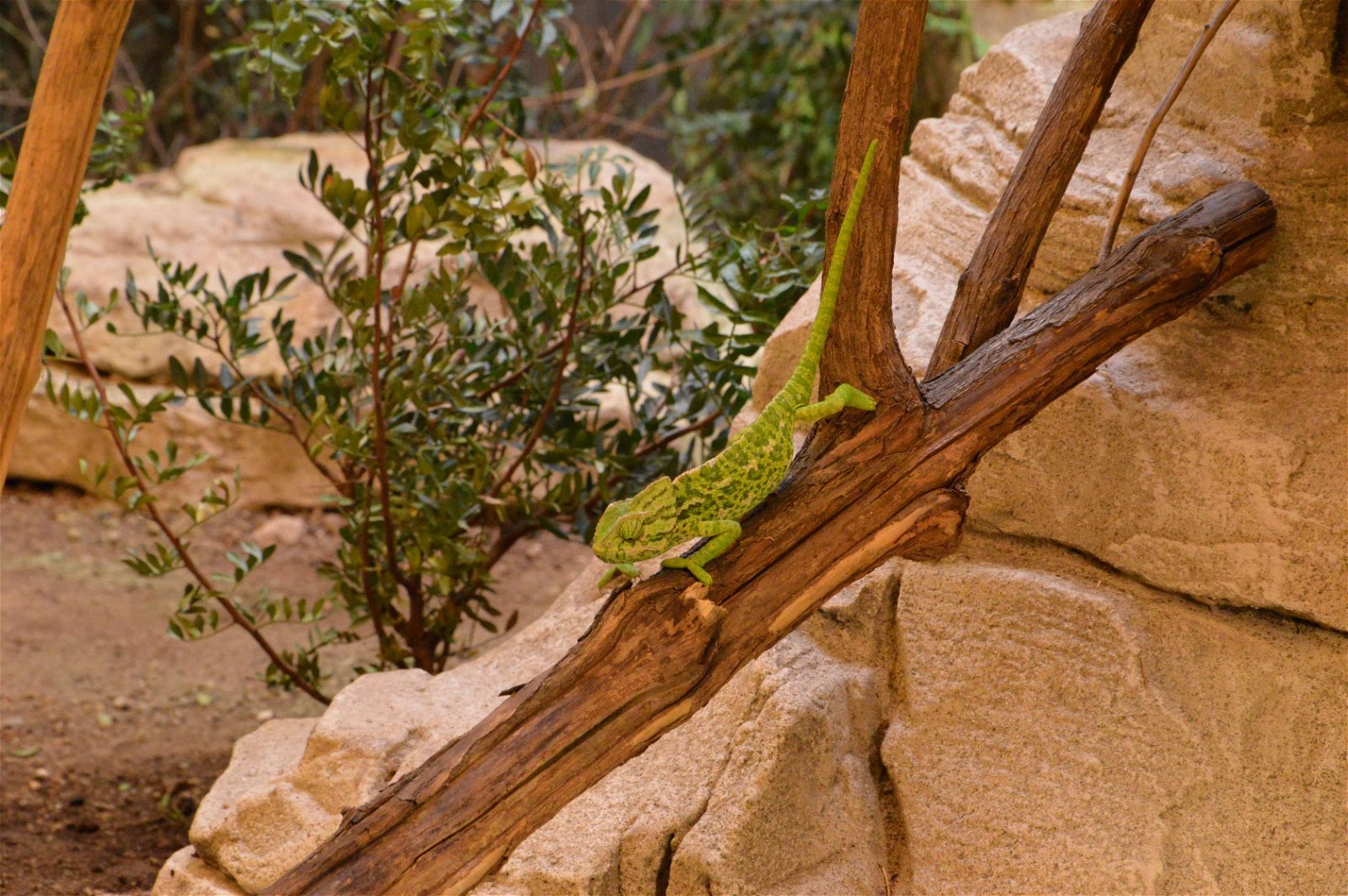 Parc zoologique de Paris