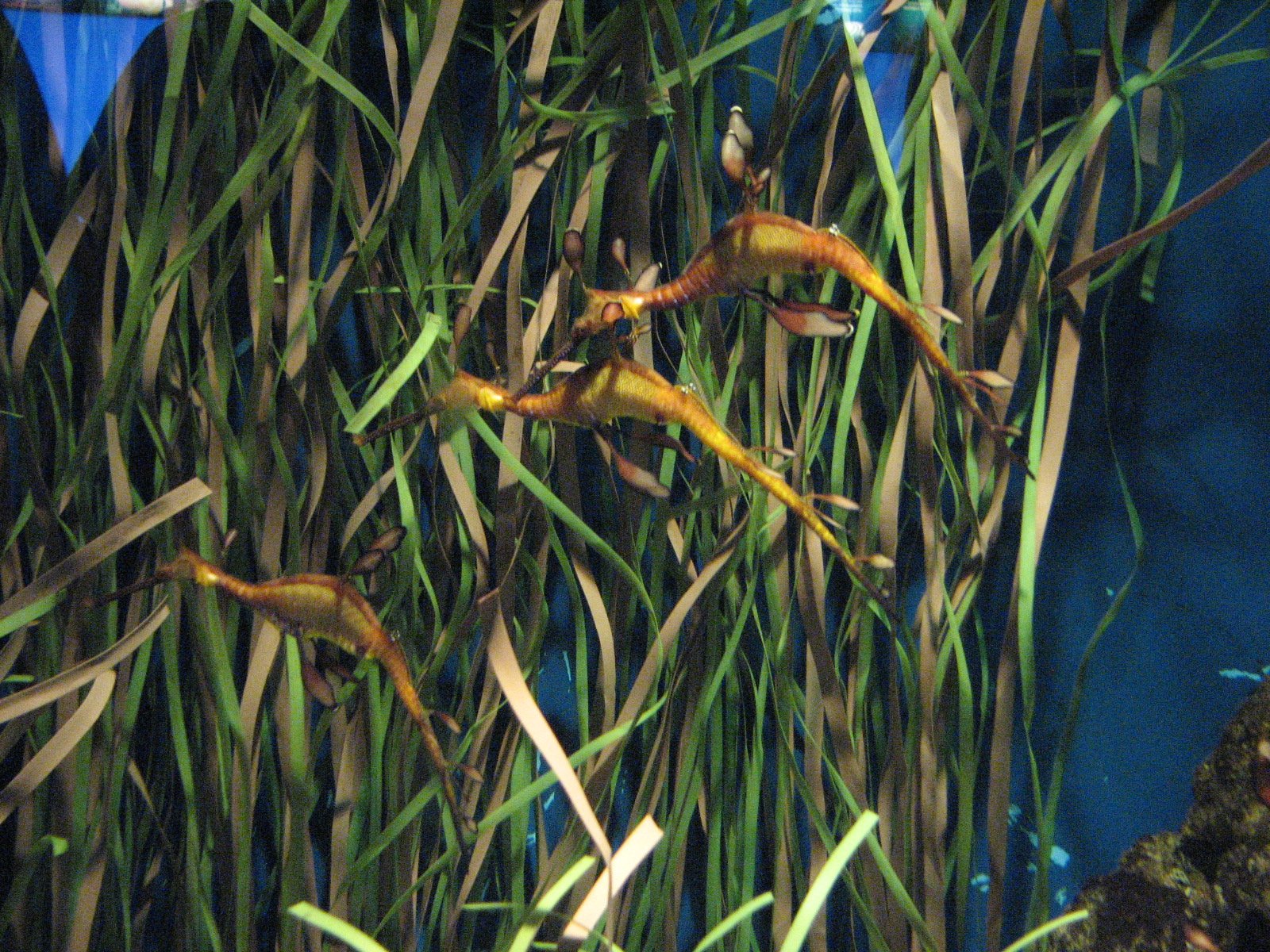 L’Aquàrium de Barcelona