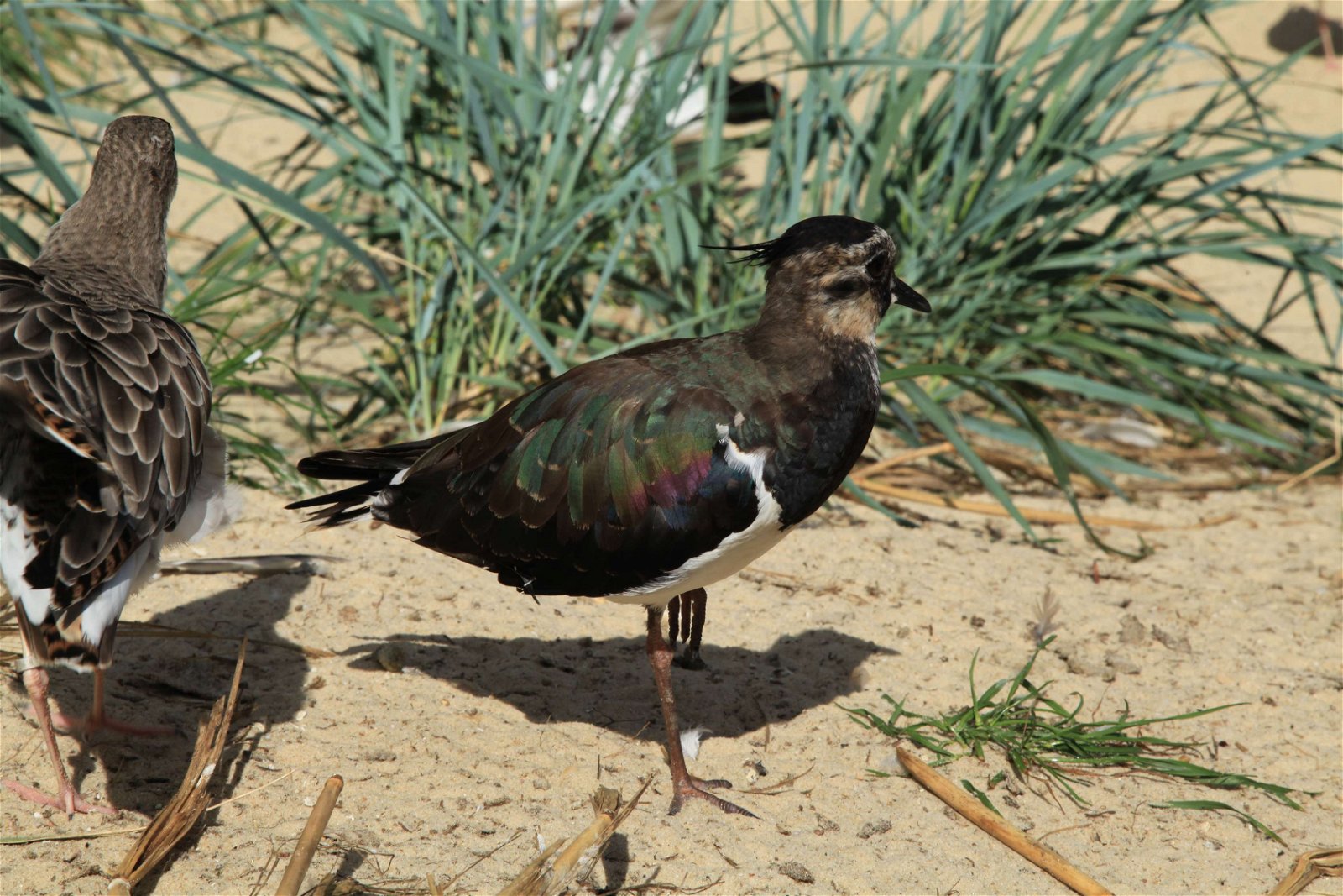Tierpark und Fossilium Bochum