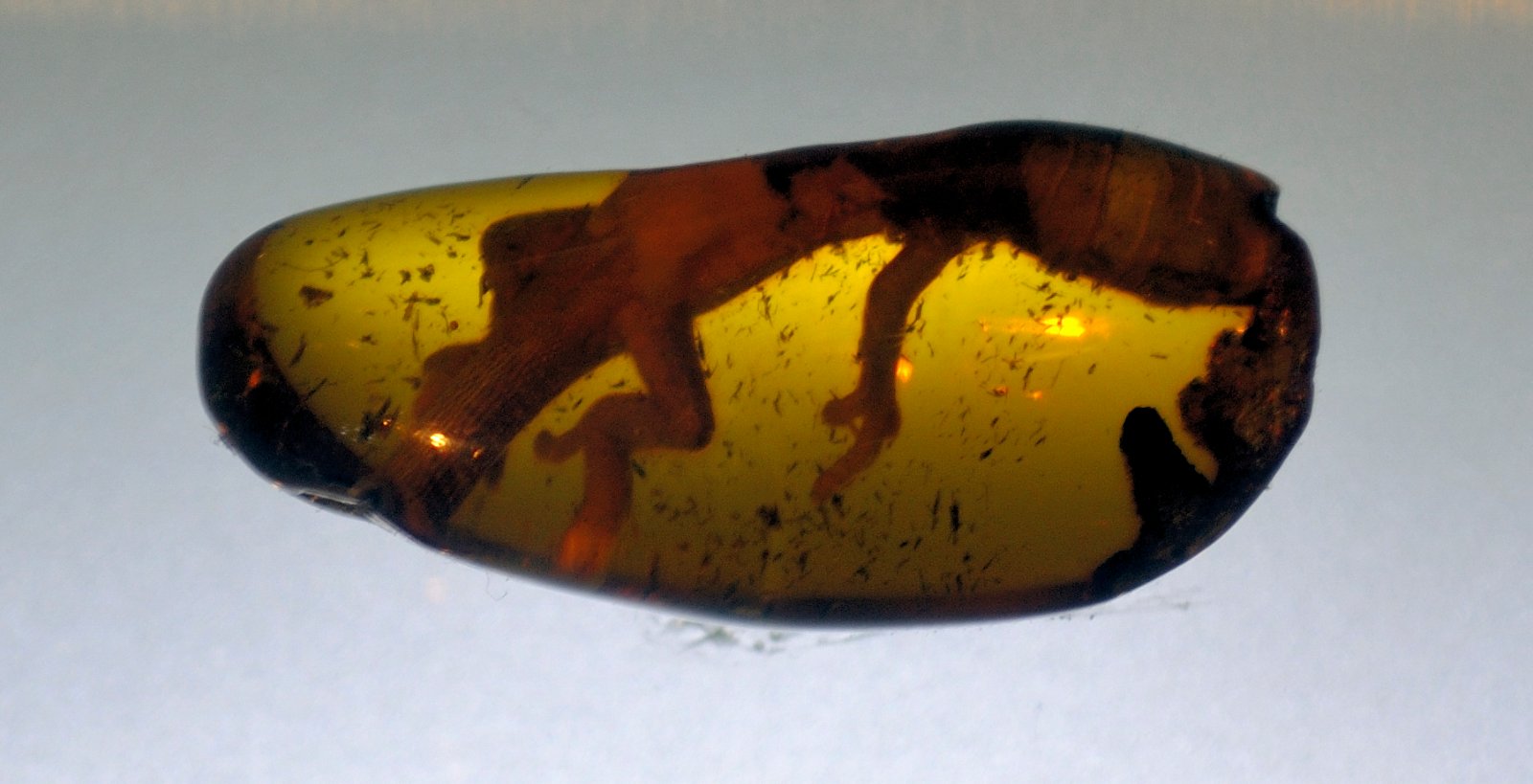 Amber Museum
