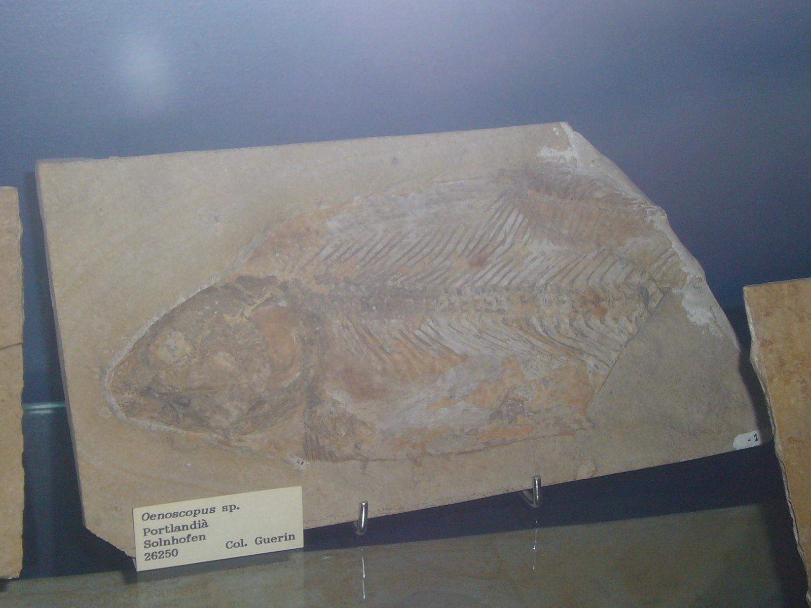 Museu Geologic del Seminari de Barcelona