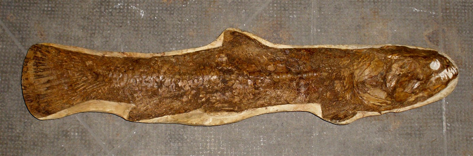 Museum of Natural History