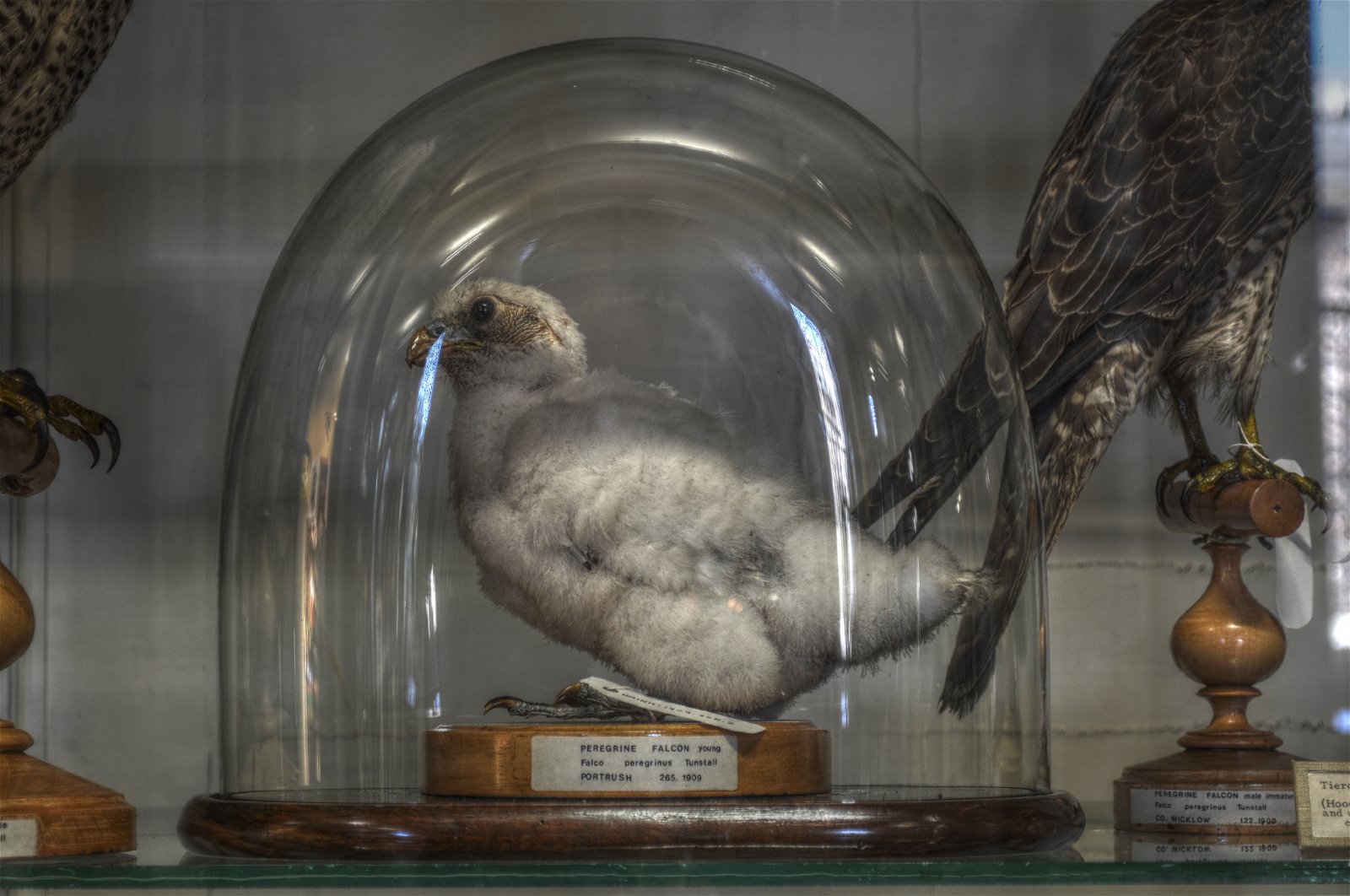 National Museum of Ireland - Natural History