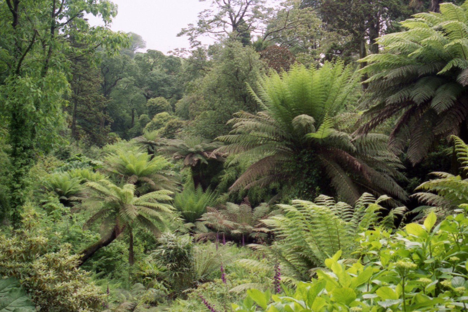 The Lost Gardens of Heligan