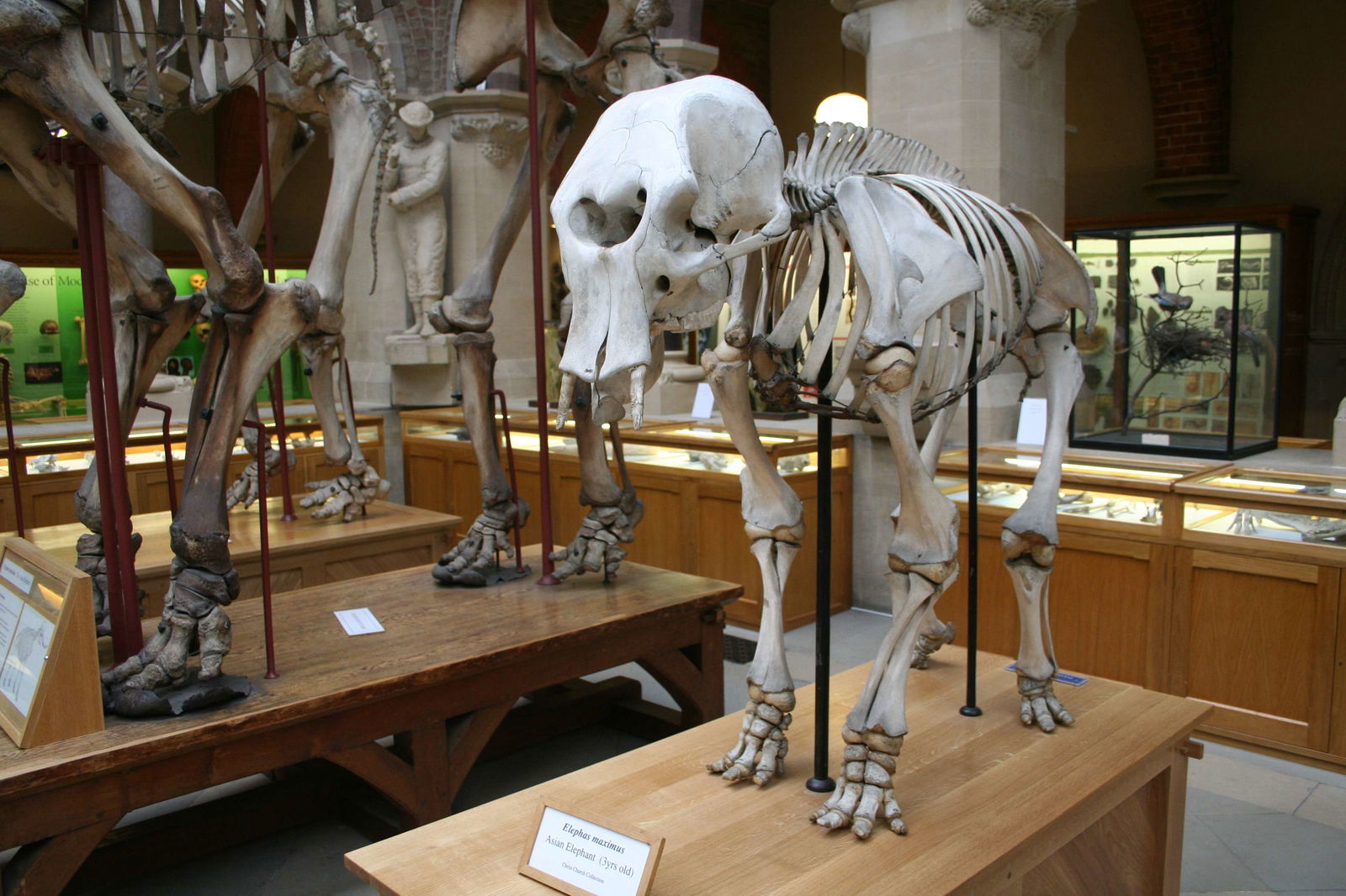 Museo de Historia Natural de la Universidad de Oxford