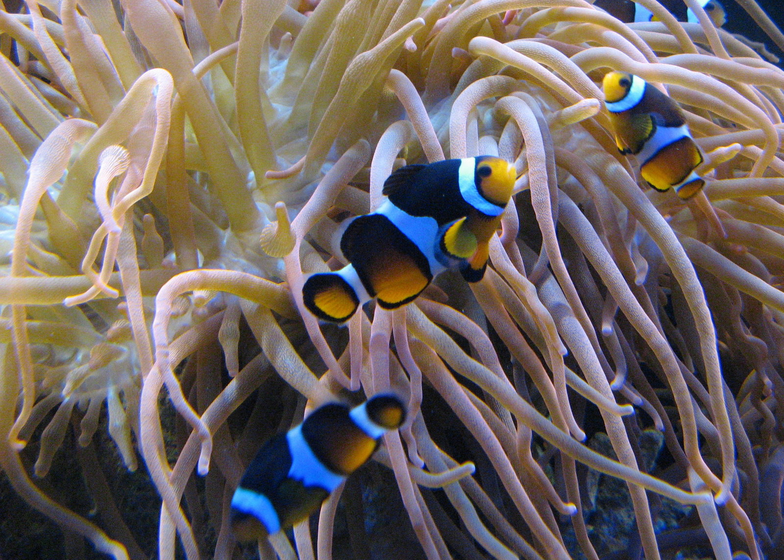 Aquatopia