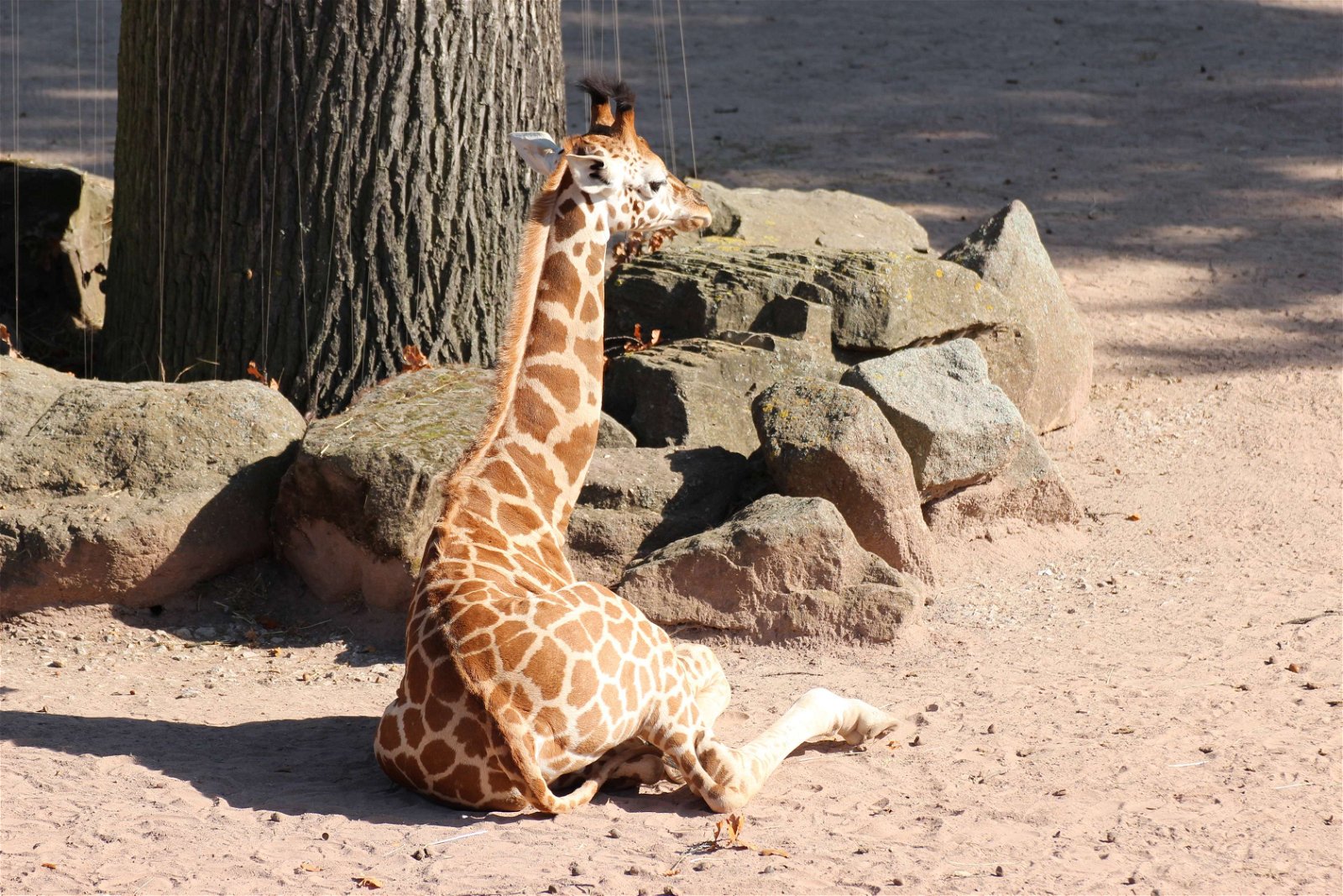 Erlebnis Zoo Hannover