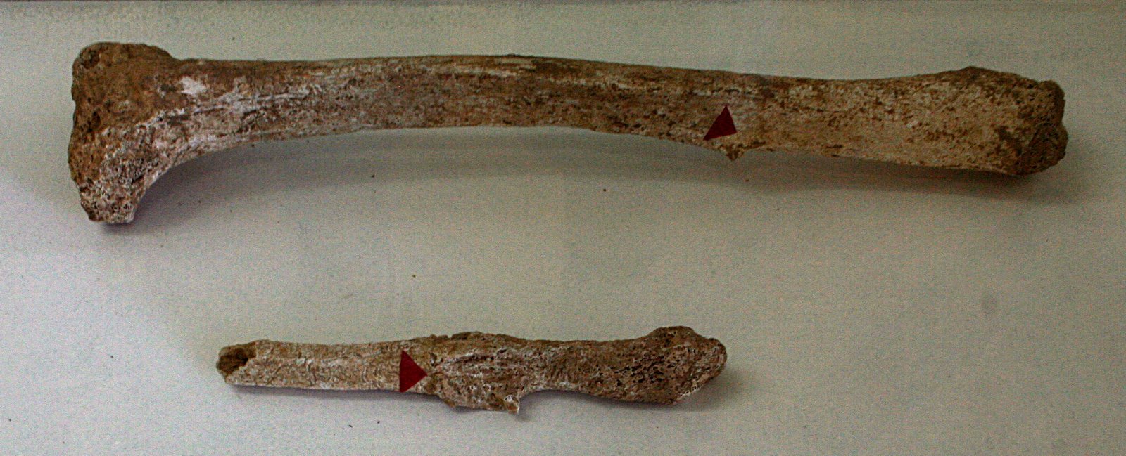 Archeological Museum in Gdańsk