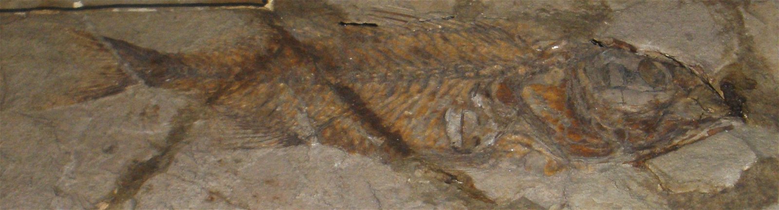 Museo Geologico Giovanni Capellini