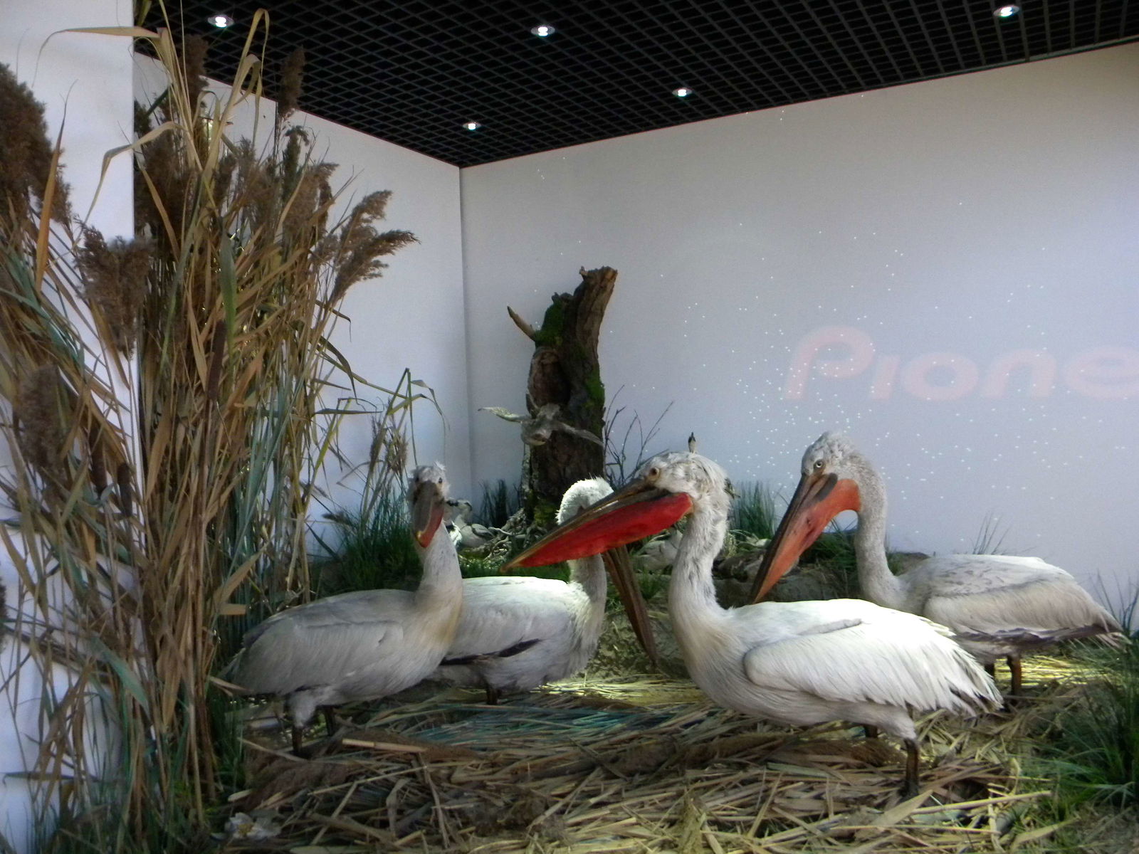 Grigore Antipa National Museum of Natural History