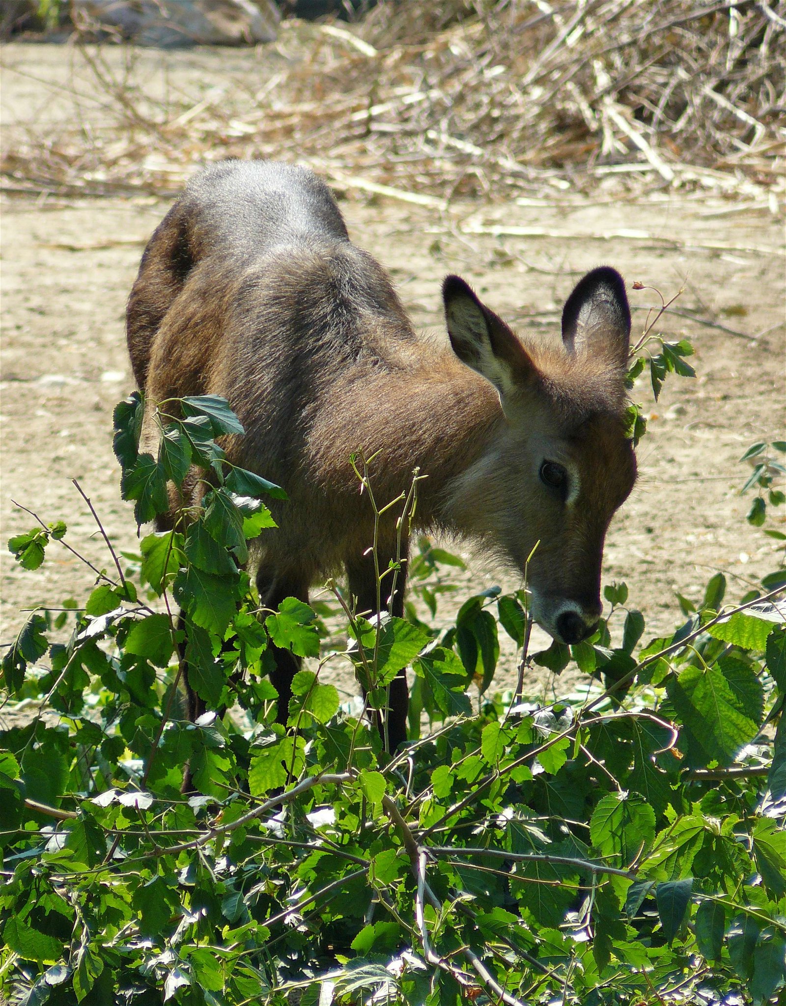 Budapest Zoo and Botanical Garden