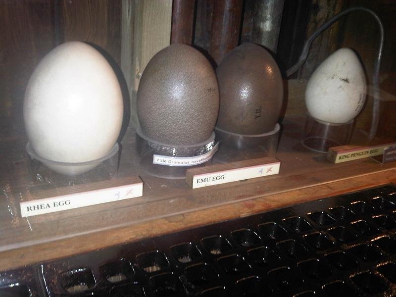 Grant Museum of Zoology