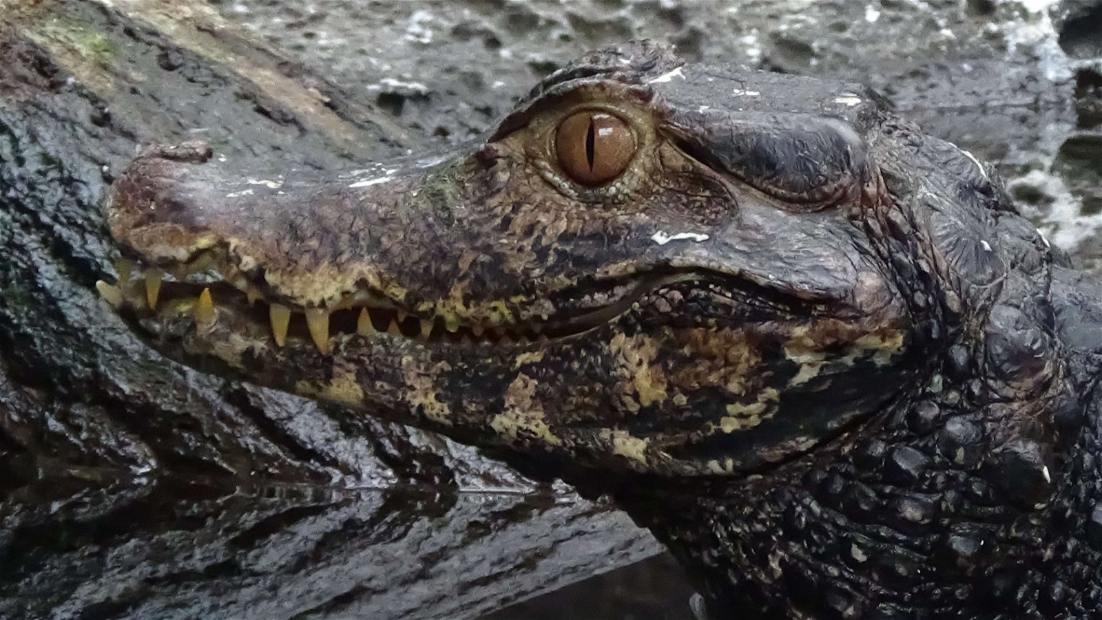 Parc zoologique de Paris