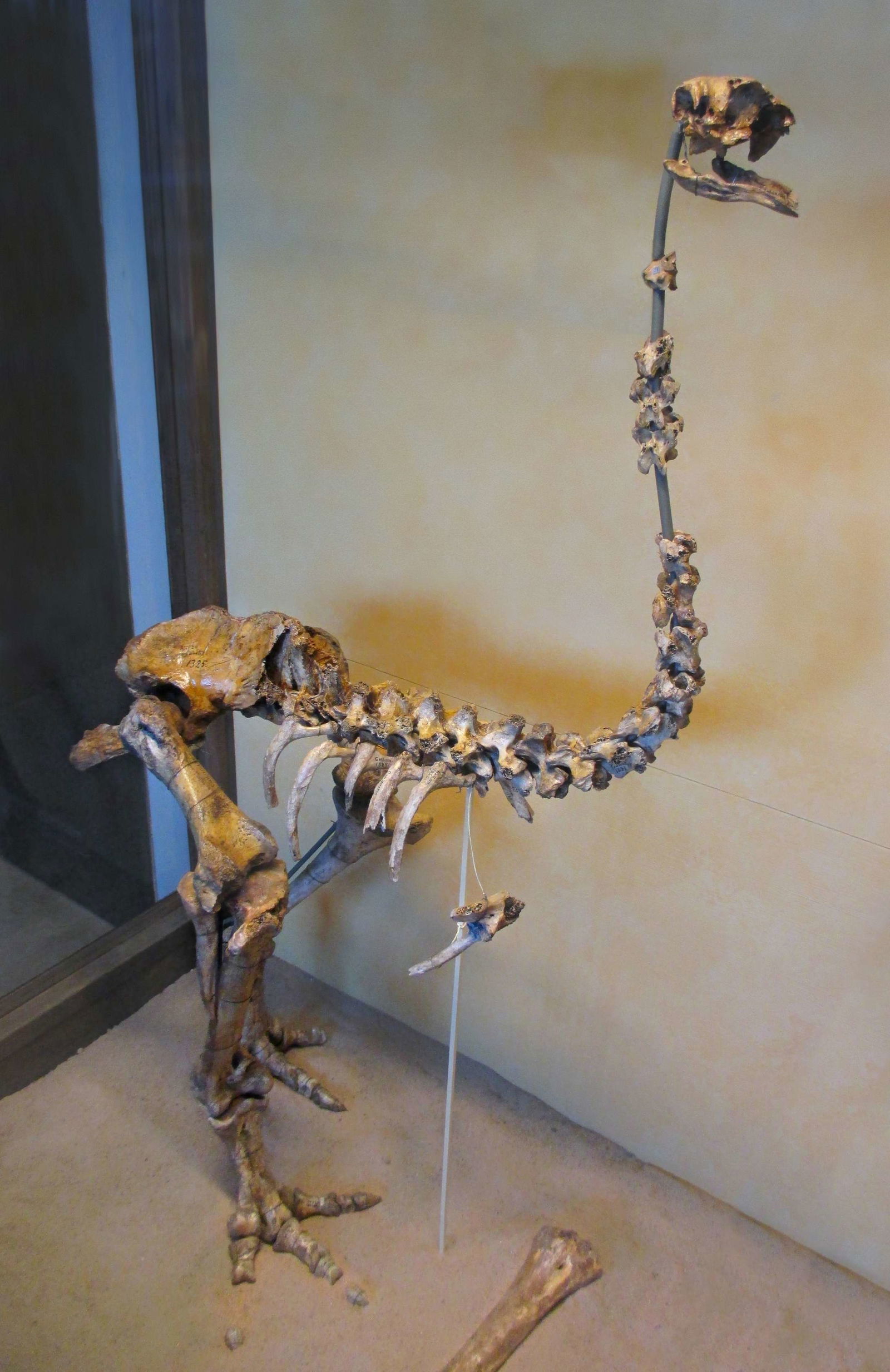 Göteborg Natural History Museum