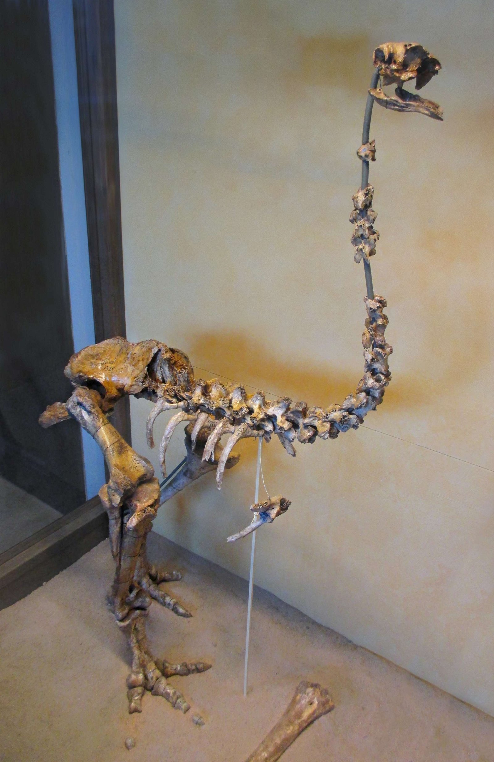 Göteborg Natural History Museum