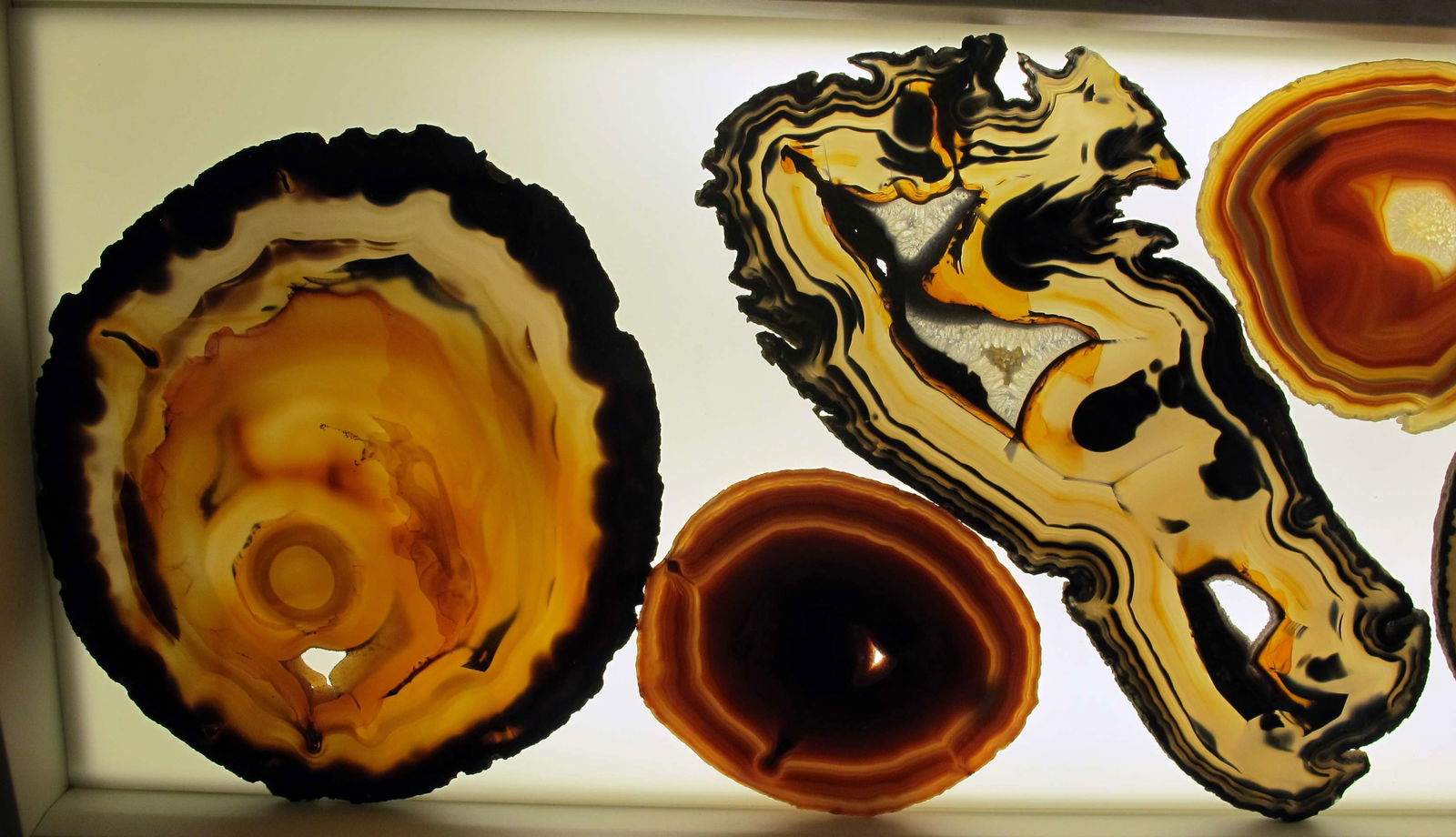 Museo di Storia Naturale di Firenze - Geologia e Paleontologia