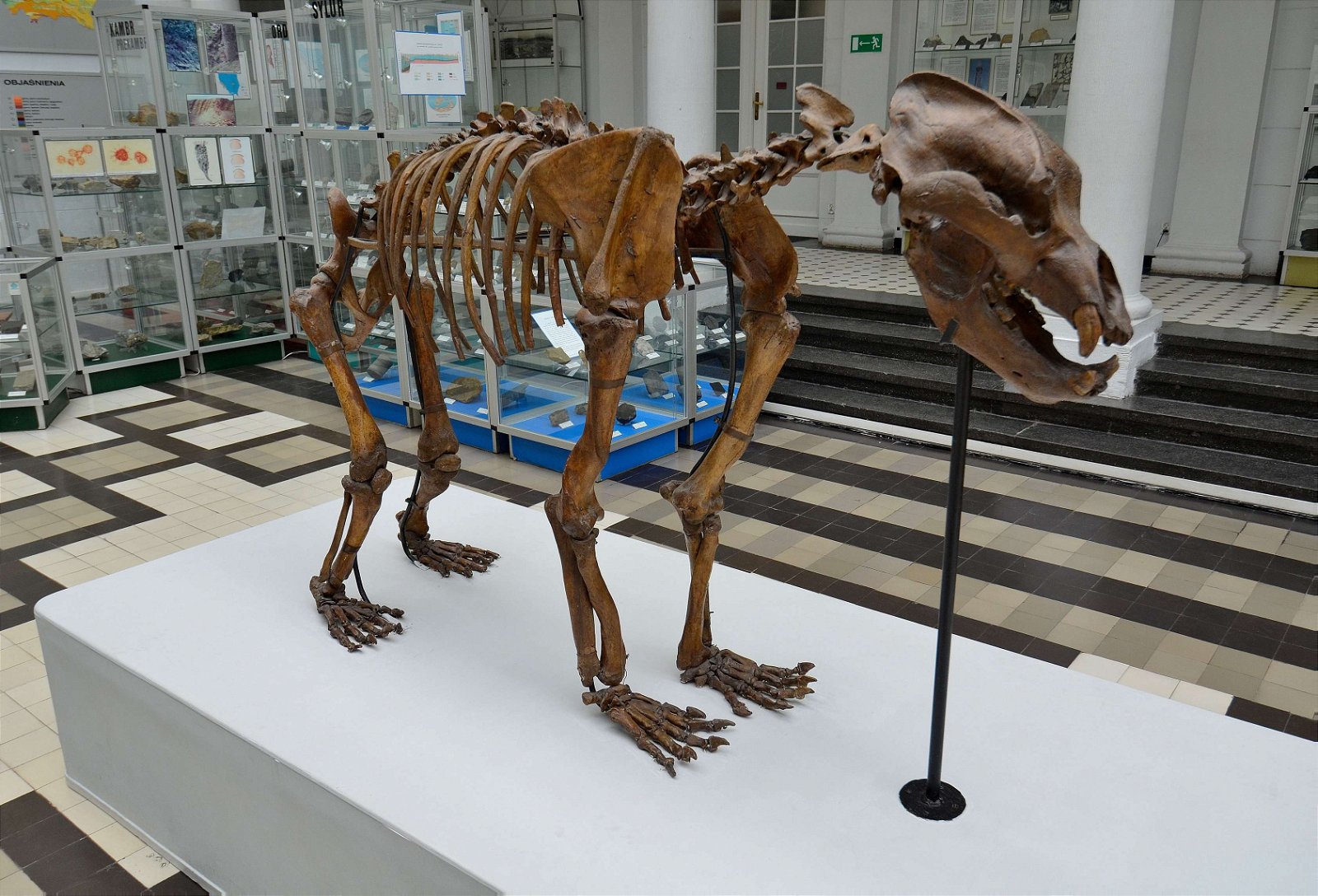 Geological Museum of the Polish Geological Institute